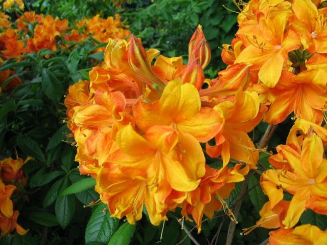 Azalia wielkokwiatowa