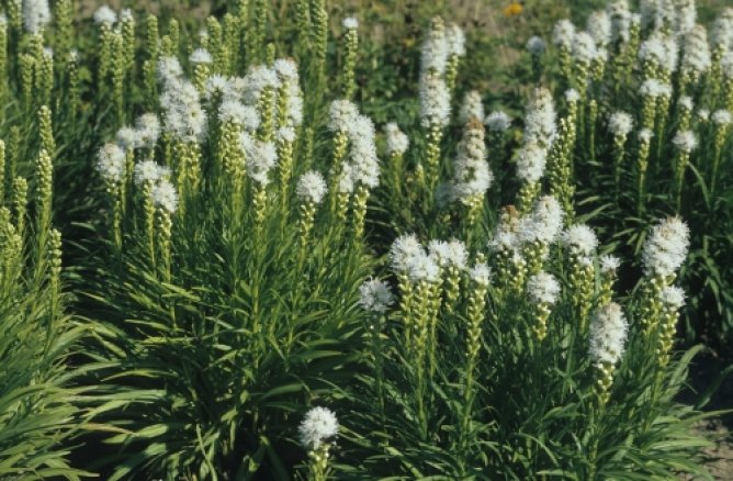 Liatra kłosowa BIAŁA