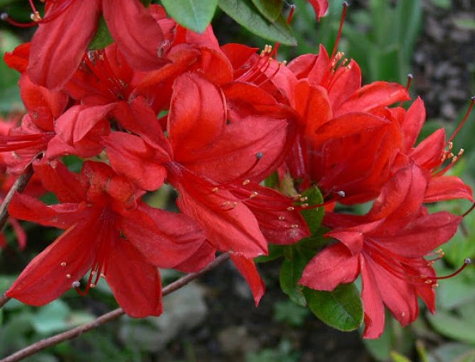 Azalia wielkokwiatowa