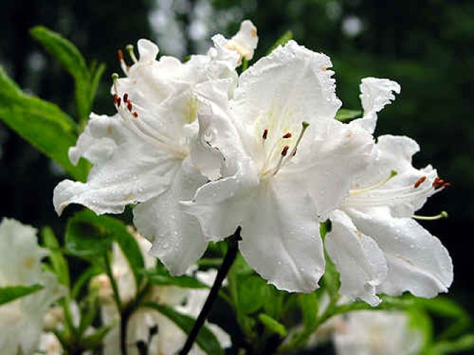 Azalia wielkokwiatowa