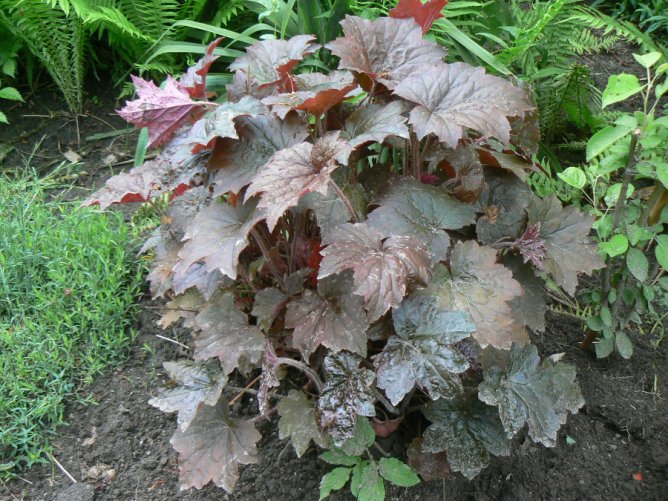 Żurawka drobnokwiatowa