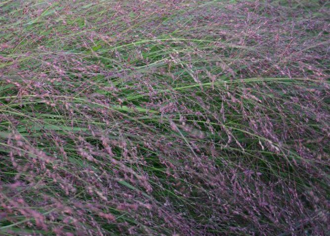 Trzęślica trzcinowata