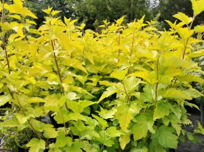 Pęcherznica kalinolistna