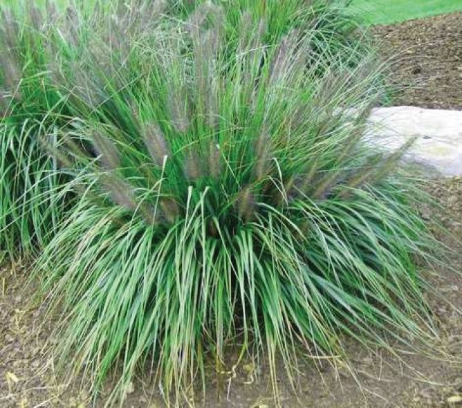 Rozplenica japońska