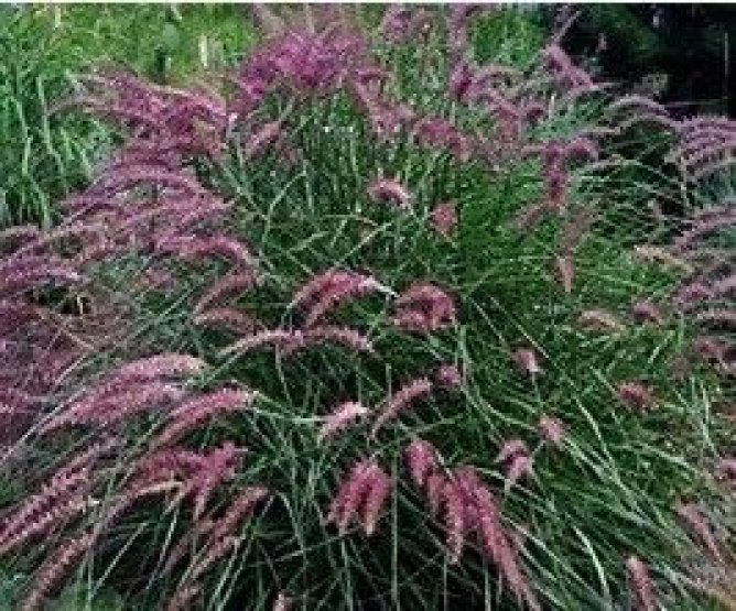 Rozplenica japońska