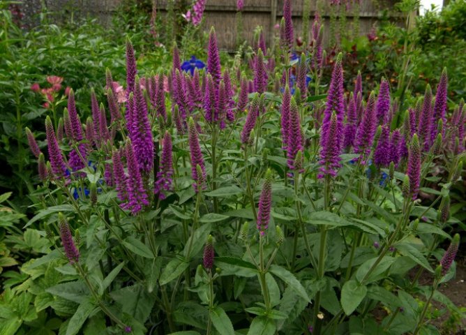 Przetacznik długolistny