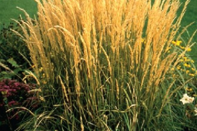 Trzcinnik ostrokwiatowy