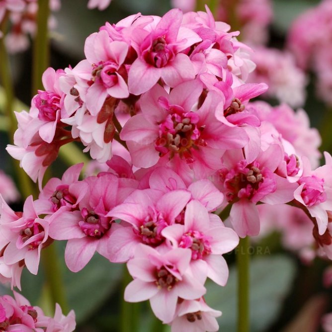 Bergenia