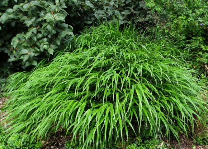 Hakonechloa smukła