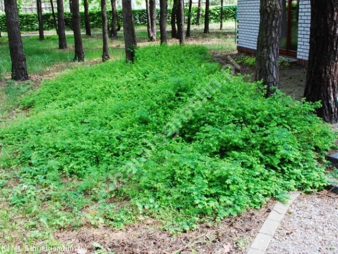 Śnieguliczka Chenaulta