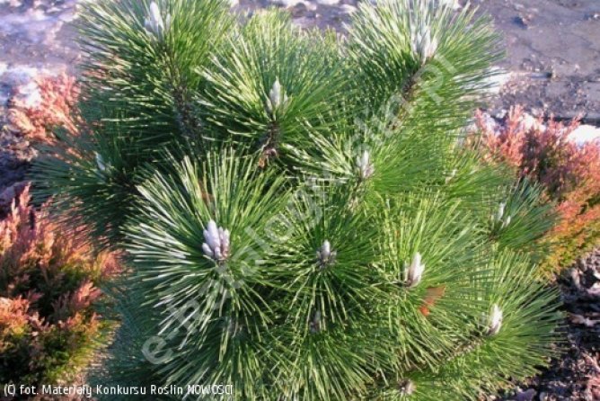 Sosna czarna japońska