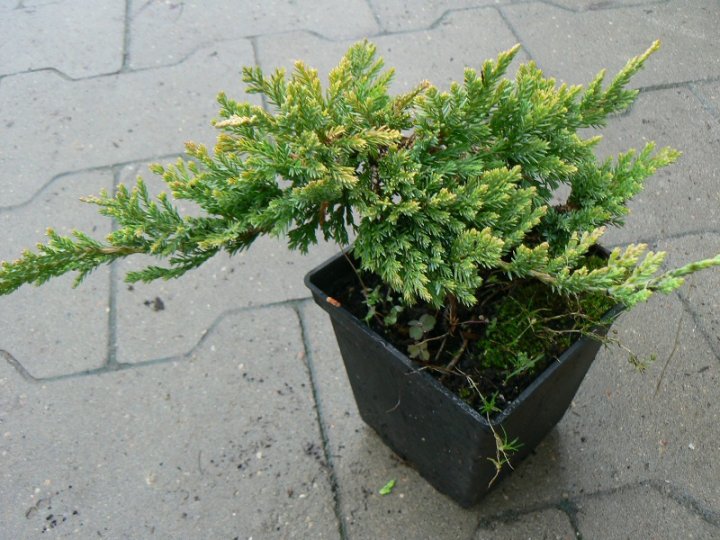 Jałowiec płożący