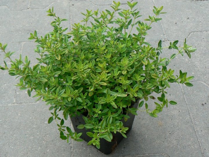 Macierzanka cytrynowa