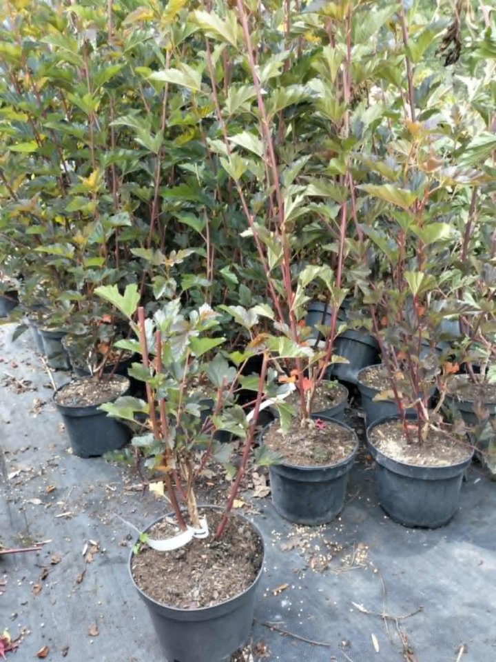 Pęcherznica kalinolistna