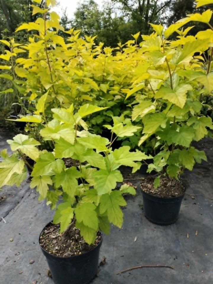 Pęcherznica kalinolistna