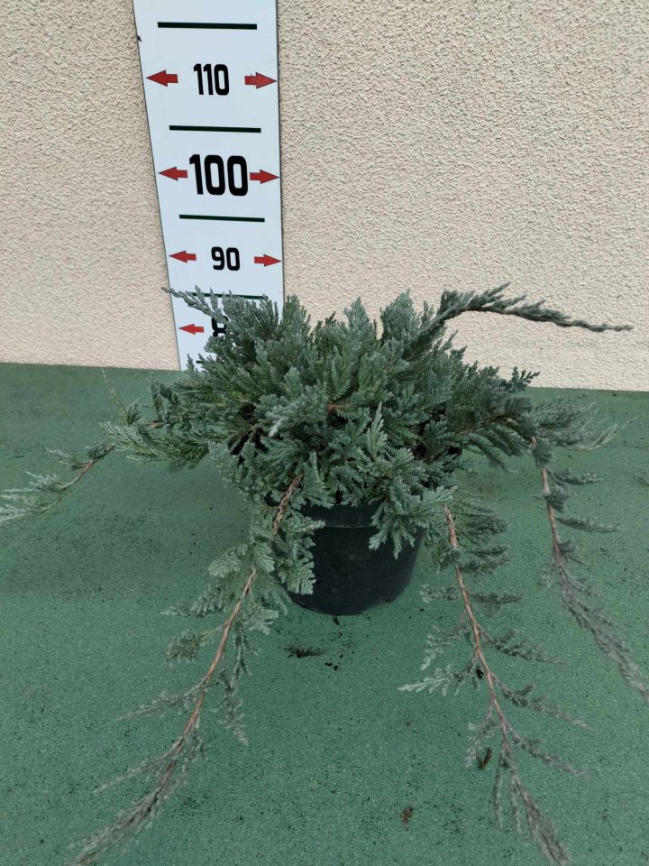 Jałowiec płożący