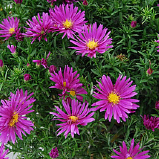 Aster krzaczasty