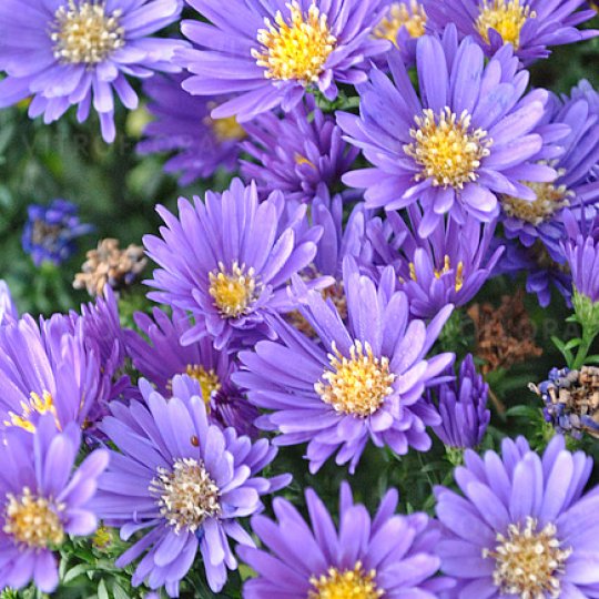 Aster krzaczasty