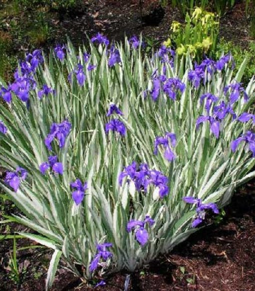 Kosaciec gładki pstrolistny