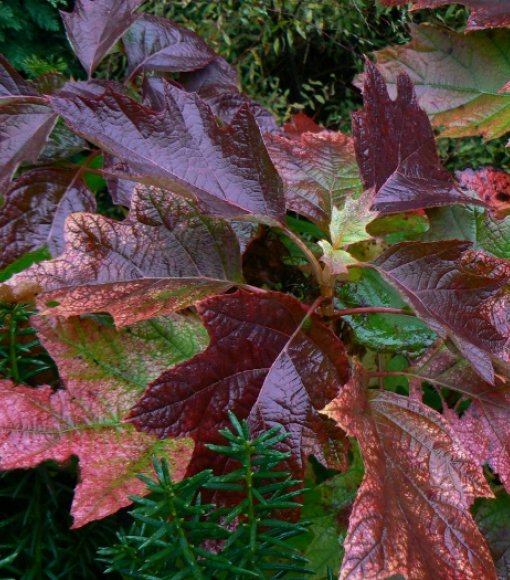 Hortensja dębolistna