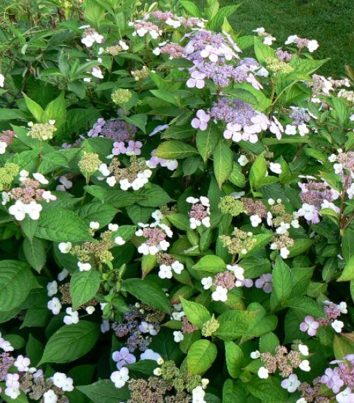 Hortensja piłkowana