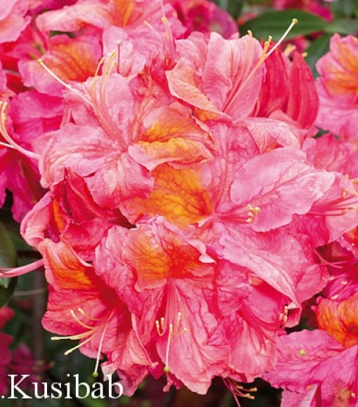 Azalia wielkokwiatowa