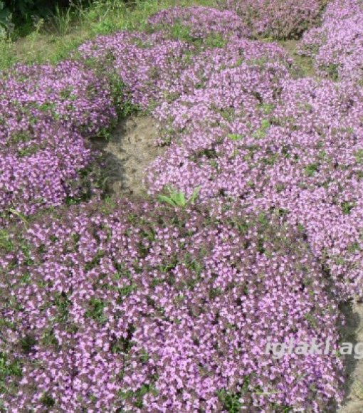 Macierzanka piaskowa fioletowa