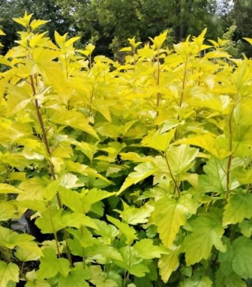 Pęcherznica kalinolistna