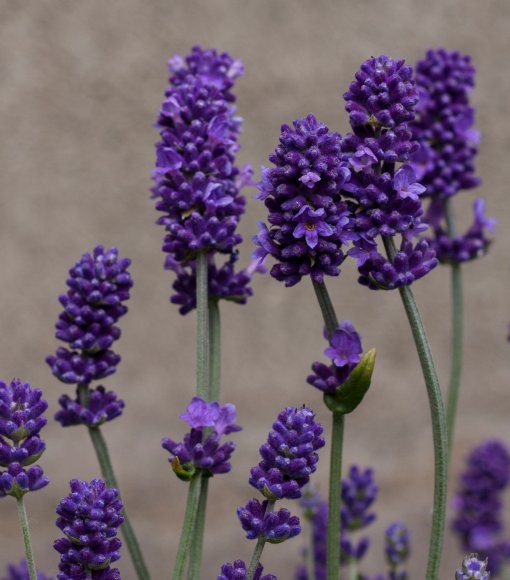 Lawenda wąskolistna