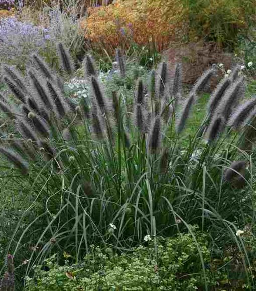 Rozplenica japońska