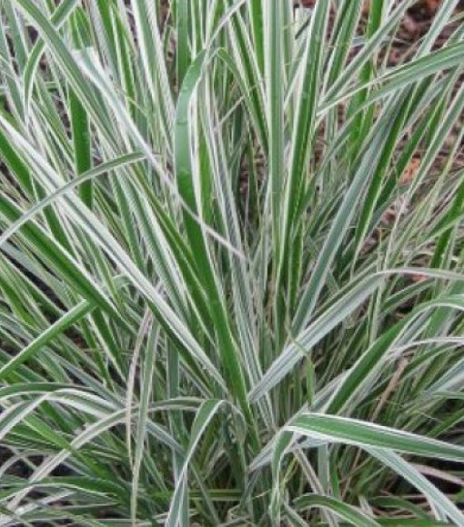 Trzcinnik ostrokwiatowy