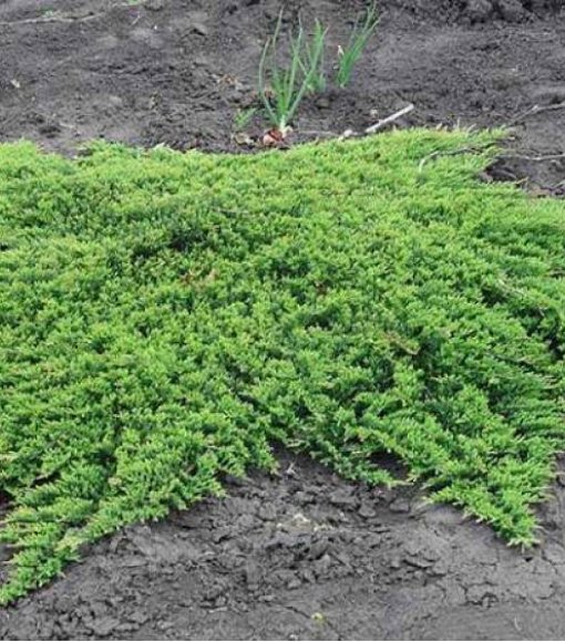 Jałowiec płożący