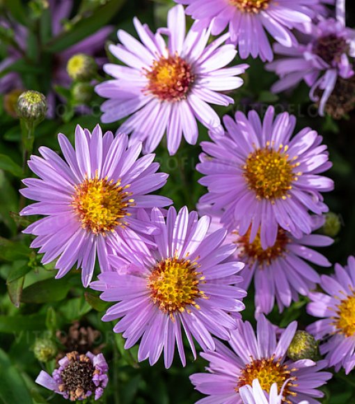 Aster krzaczasty