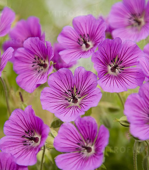 Bodziszek mieszańcowy