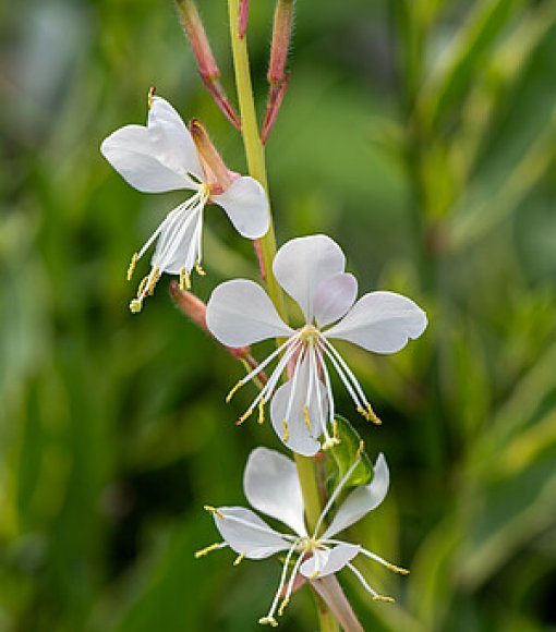 Gaura Lindheimera