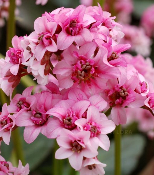 Bergenia