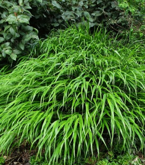 Hakonechloa smukła
