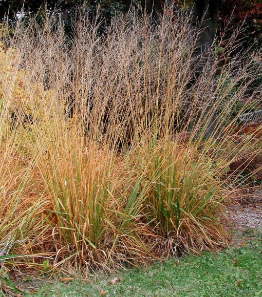 Trzęślica trzcinowata