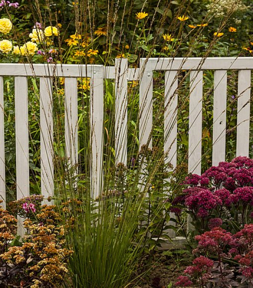 Trzęślica trzcinowata