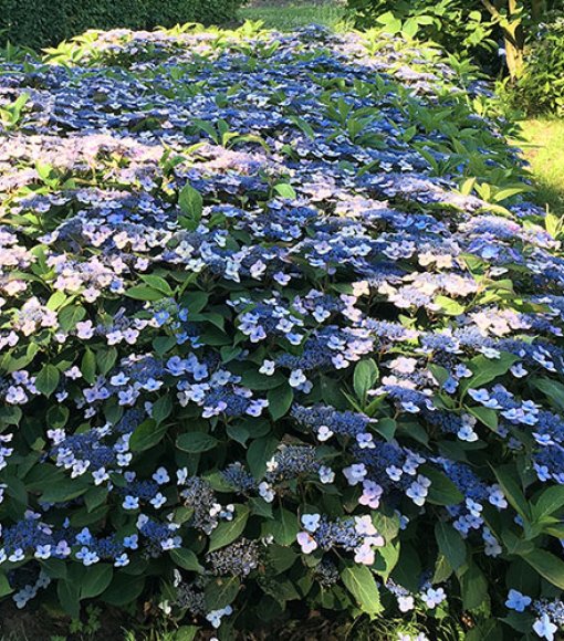 Hortensja piłkowana