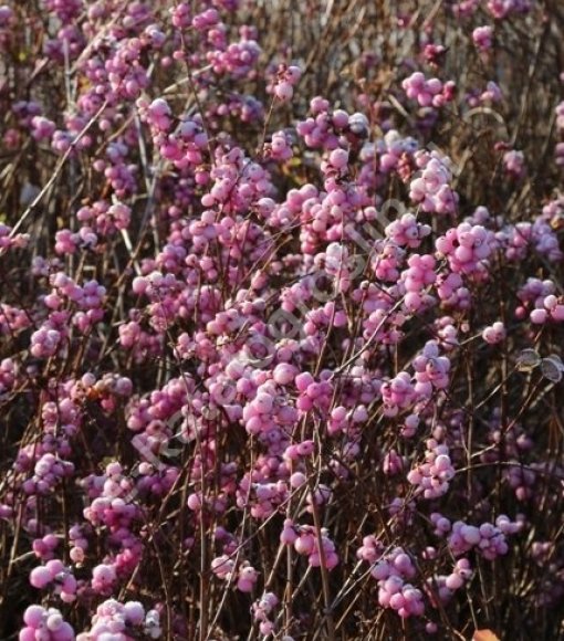 Śnieguliczka Doorenbosa