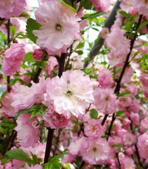 Migdałek trójklapowy