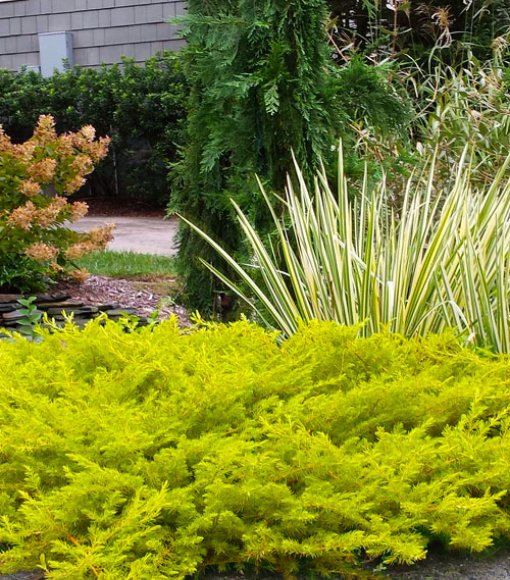 Jałowiec nadbrzeżny