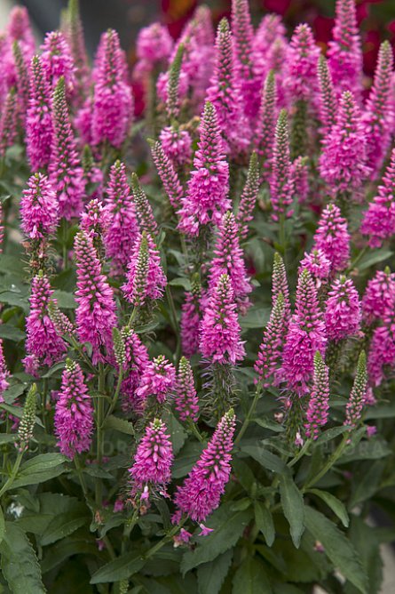 Przetacznik kłosowy