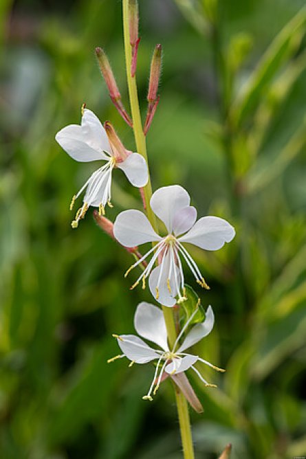 Gaura Lindheimera
