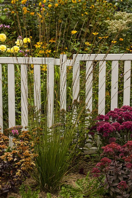 Trzęślica trzcinowata