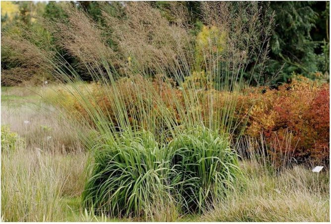 Trzęślica trzcinowata