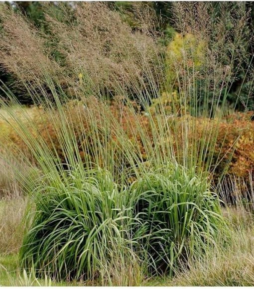 Trzęślica trzcinowata