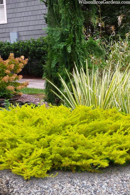 Jałowiec nadbrzeżny